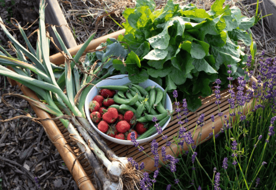 Harden Harvest