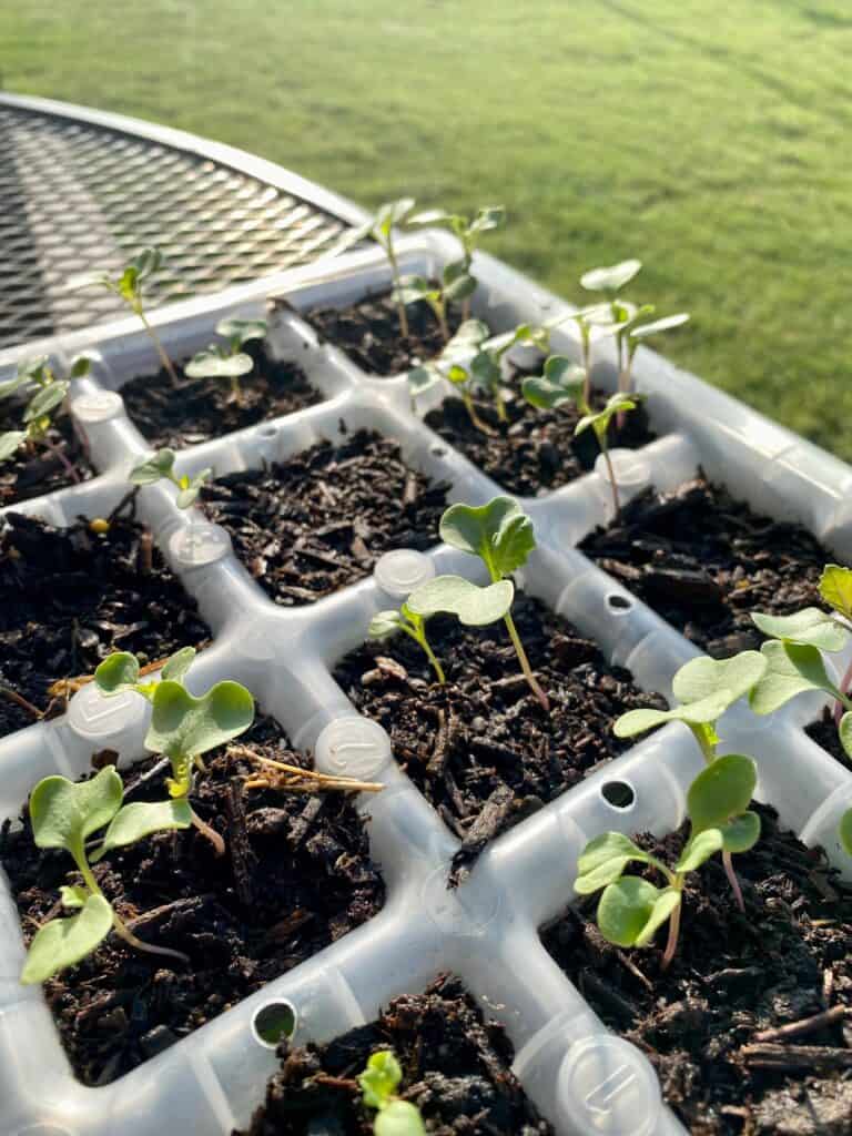 Winter Gardening