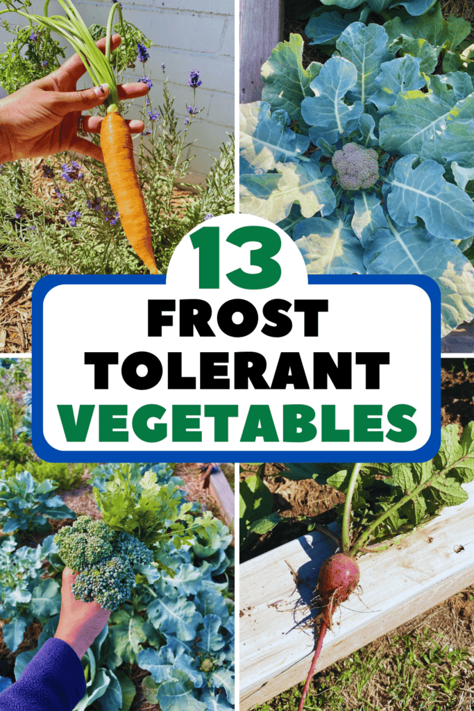 Frost Tolerant Vegetables