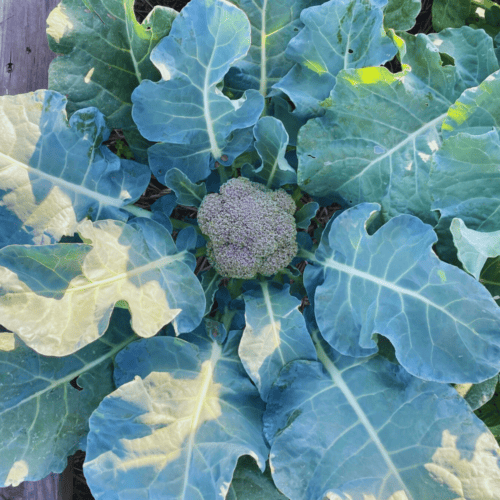 Frost tolerant vegetables