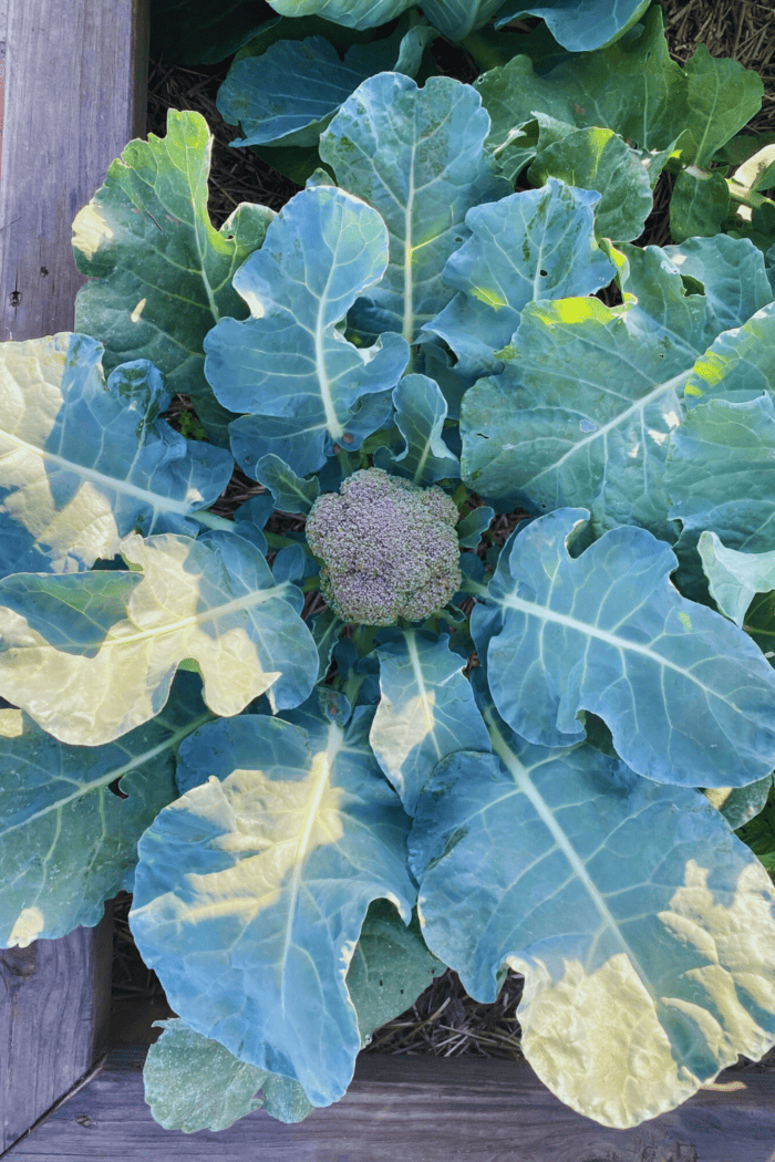 13 Frost Tolerant Vegetables to Keep Your Garden in a Flourishing Frenzy