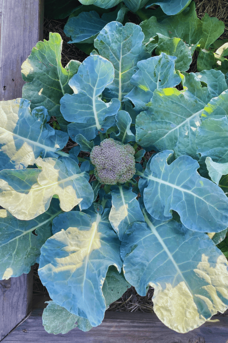 Frost tolerant vegetables