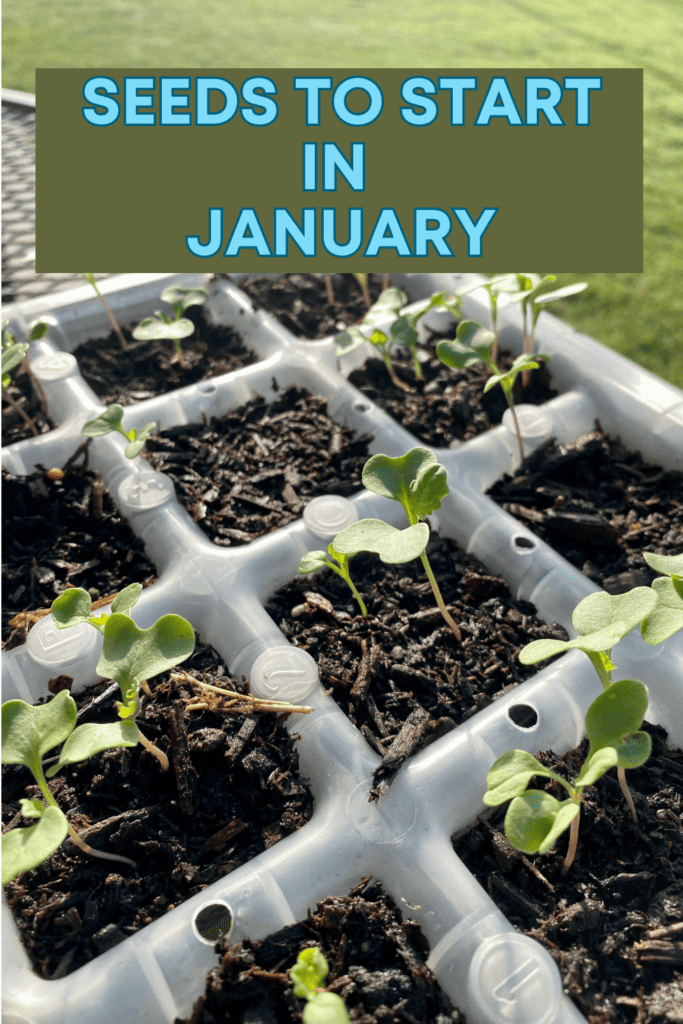 Seeds to start in january