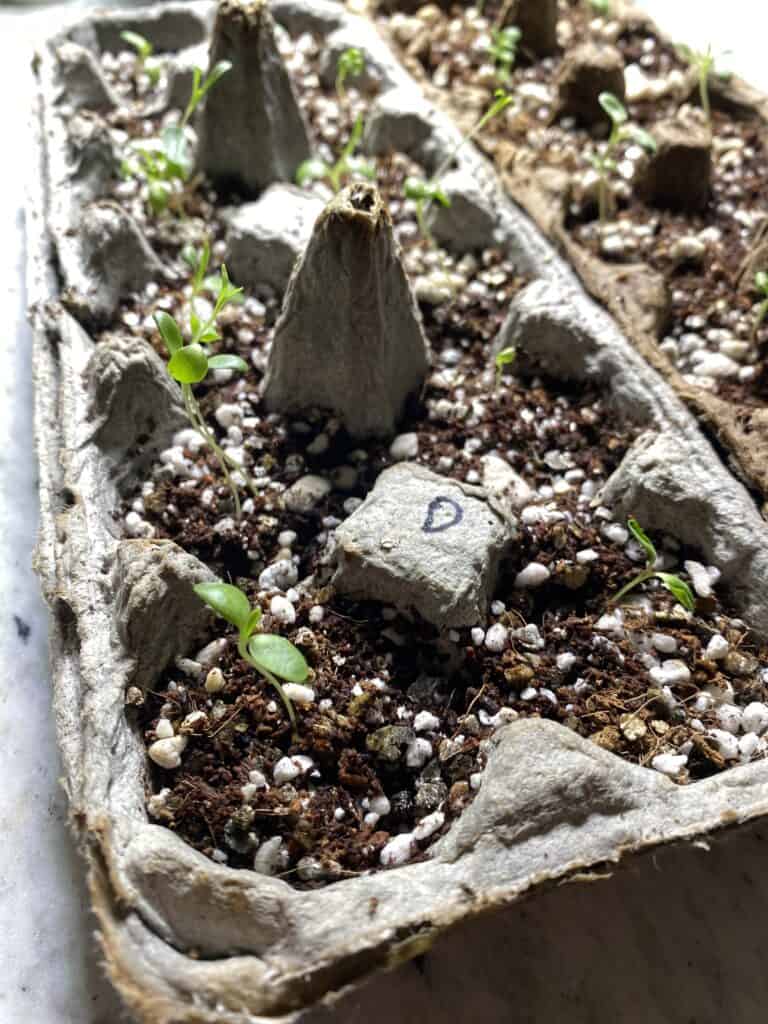 using egg cartons to start seeds