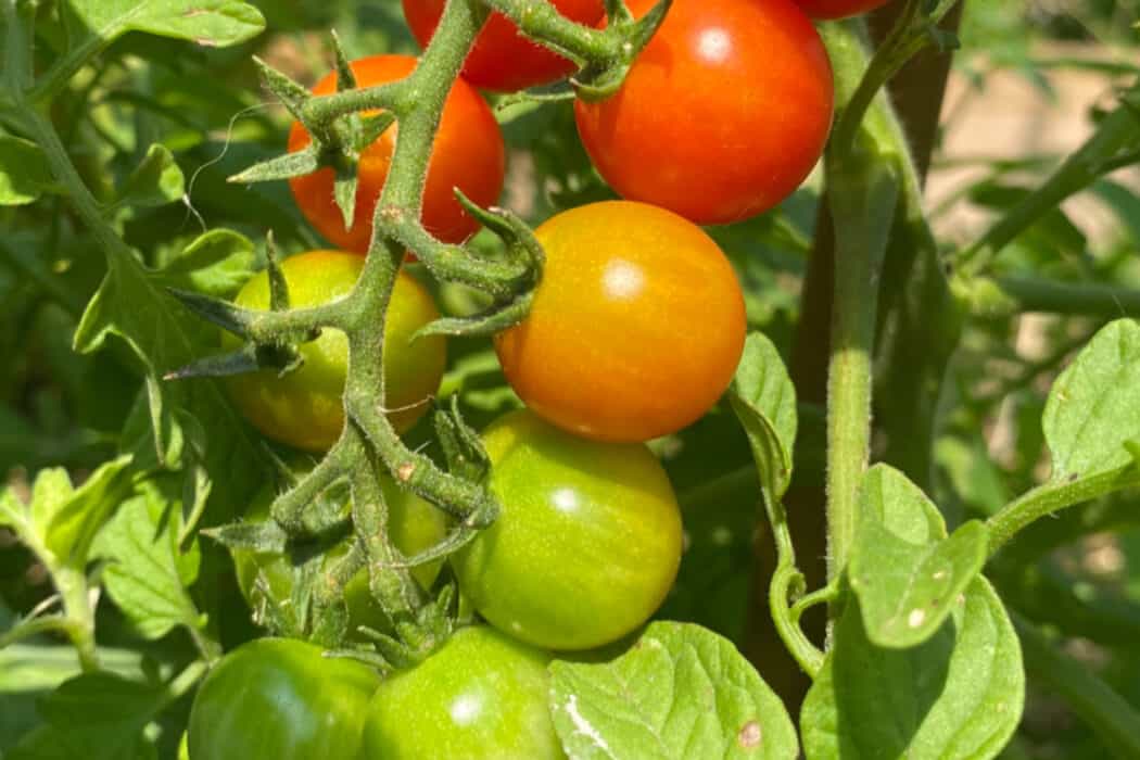 Guide to Growing Tomatoes for Beginners | The Best Way for Success