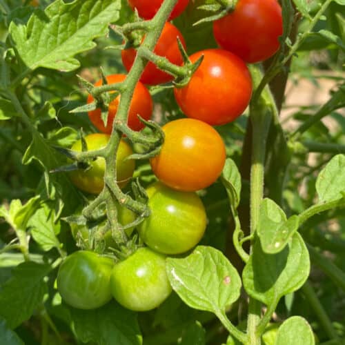 Growing tomatoes for beginners