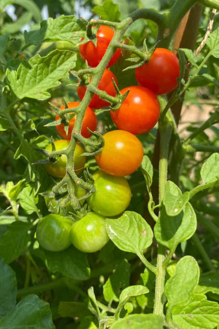 Guide to Growing Tomatoes for Beginners | The Best Way for Success