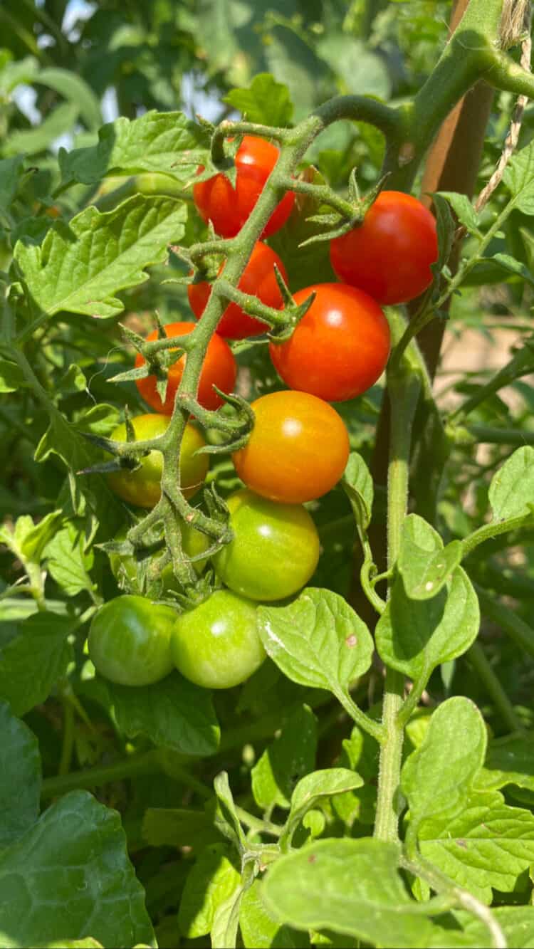 Growing tomatoes for beginners